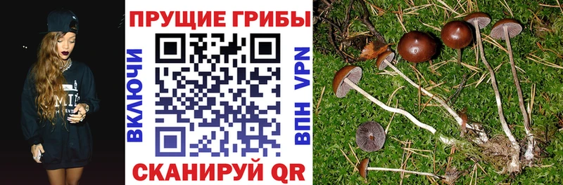 купить закладку  Костомукша  Галлюциногенные грибы мицелий 